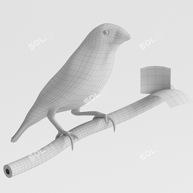 Central Australian Zebra Finch 3D model image 4