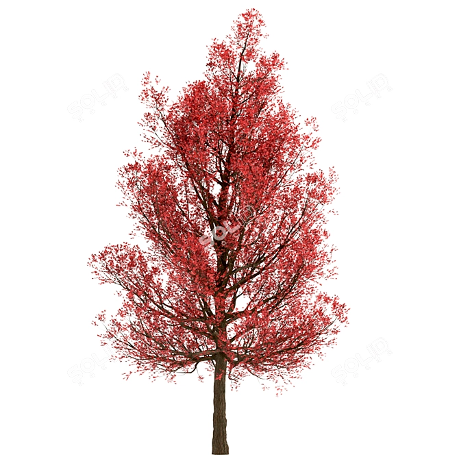 Premium Red Oak Tree Set (2 Trees) 3D model image 1