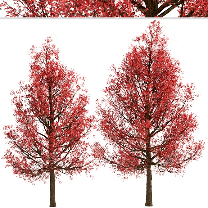 Premium Red Oak Tree Set (2 Trees) 3D model image 5