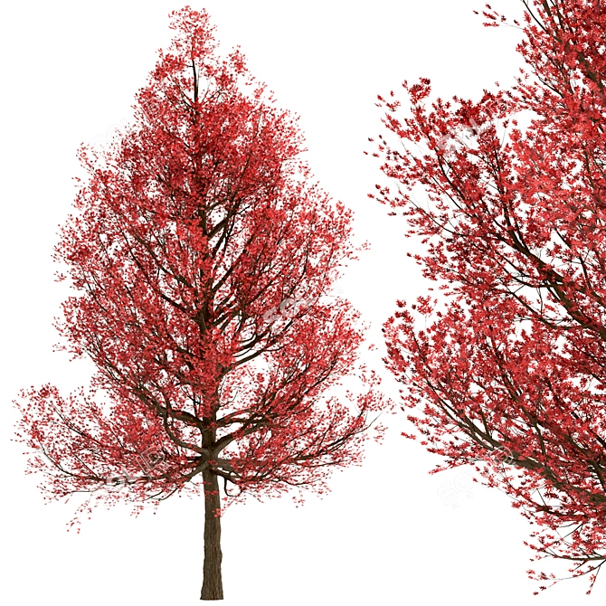 Premium Red Oak Tree Set (2 Trees) 3D model image 6