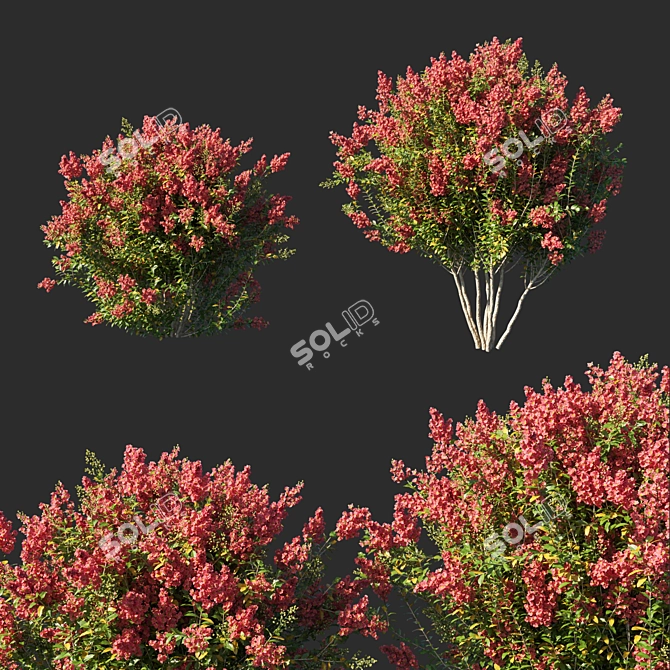 Crimson Myrtle Indica: Vibrant Red Flower 3D model image 1