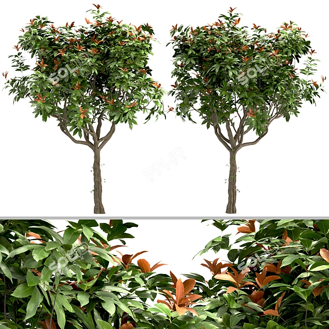 Southern Magnolia: Set of 4 Little Gem Trees 3D model image 2