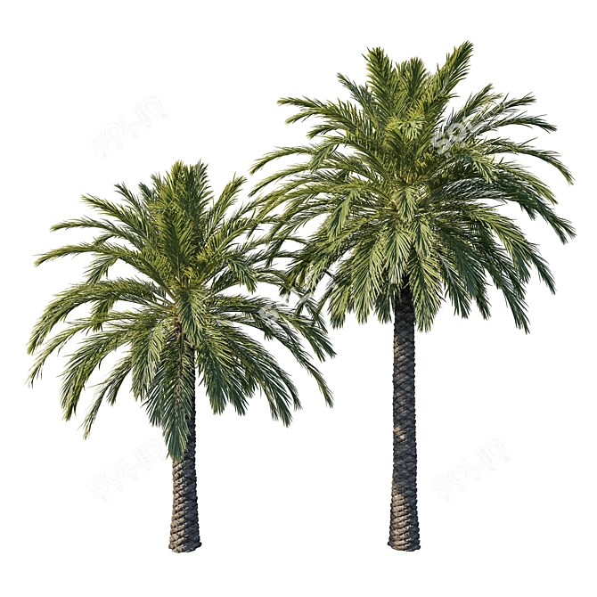 Elegant Phoenix Palm Tree 3D model image 1