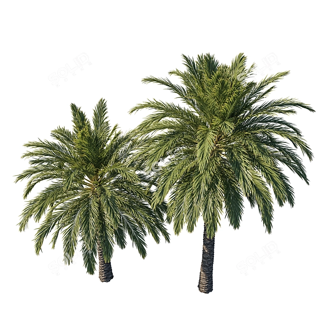 Elegant Phoenix Palm Tree 3D model image 2