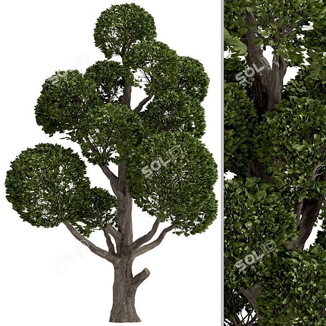 Round Shaped Bonsai Trees Duo (2 Trees) 3D model image 4