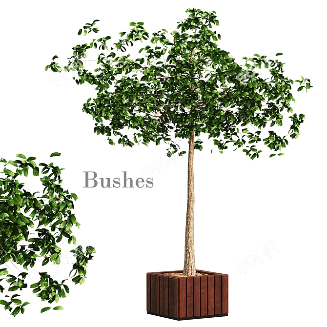 Indoor Greenery: Decorative Bushes 3D model image 1