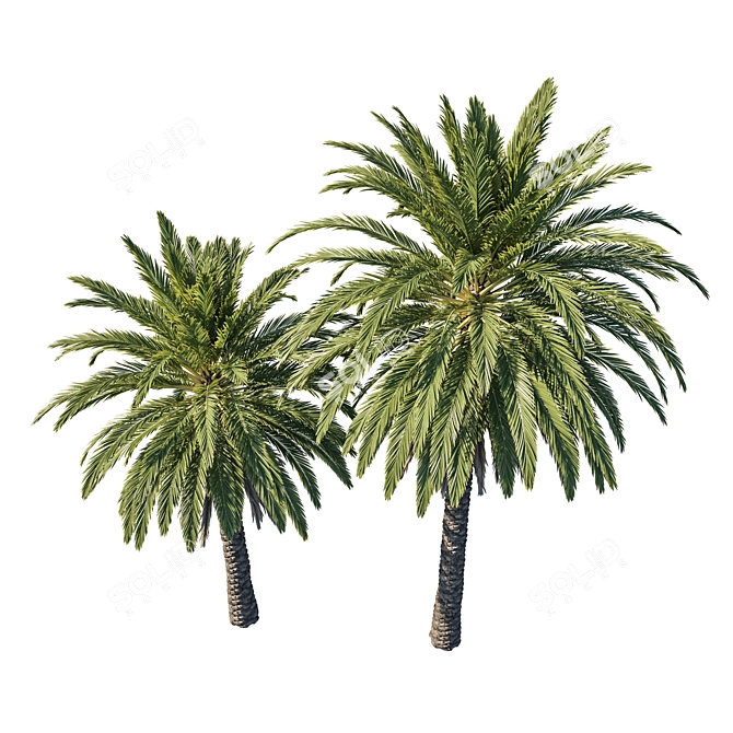 2013 Phoenix Palm Tree Model 3D model image 2