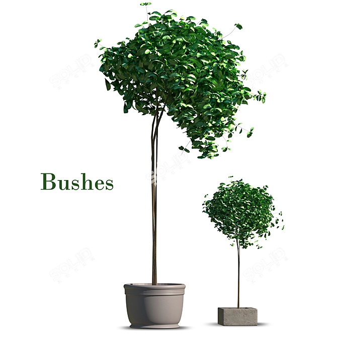 Title: Indoor Bush Foliage 3D model image 1