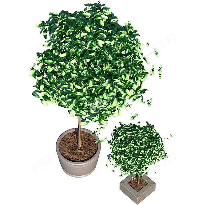 Title: Indoor Bush Foliage 3D model image 2