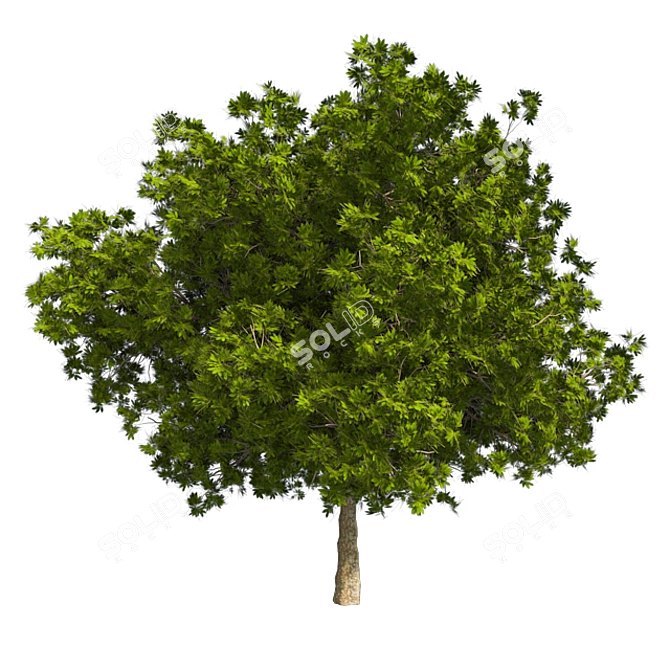 Optimized Bay Tree 4K Texture 3D model image 1