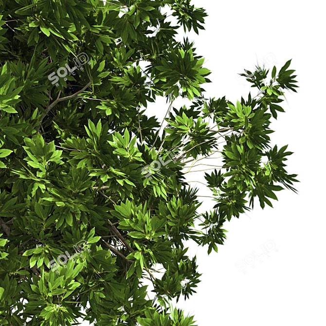 Optimized Bay Tree 4K Texture 3D model image 2