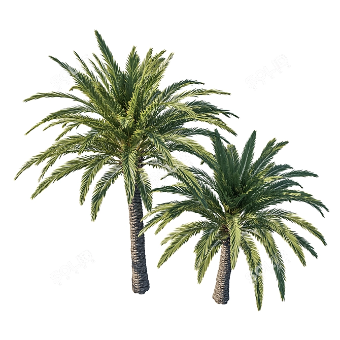 Elegant Phoenix Palm Tree 03 3D model image 2