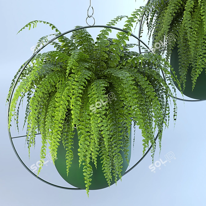 Lush Green Hanging Fern Duo 3D model image 2