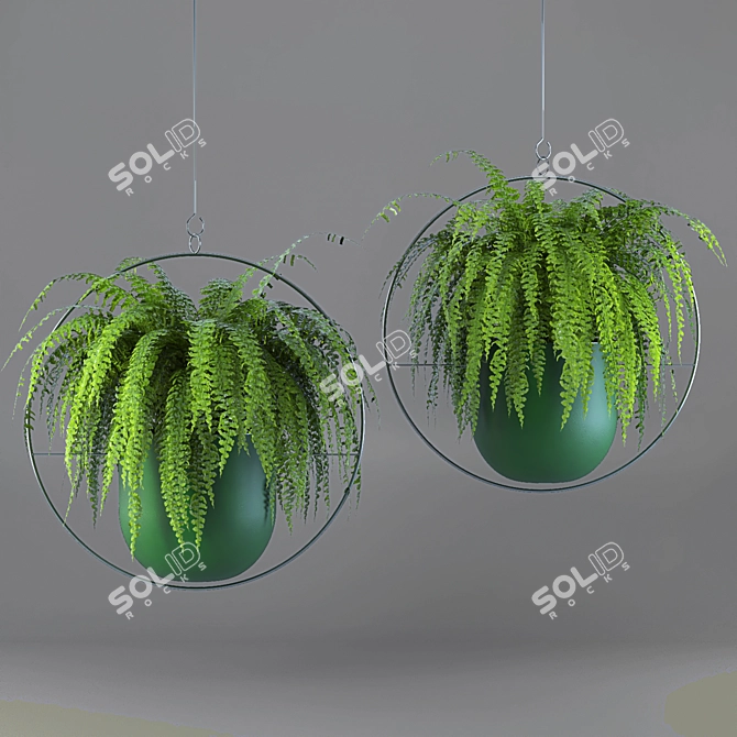 Lush Green Hanging Fern Duo 3D model image 4