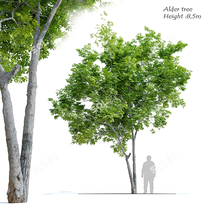 Vibrant Red Alder Tree: Alnus rubra 3D model image 1