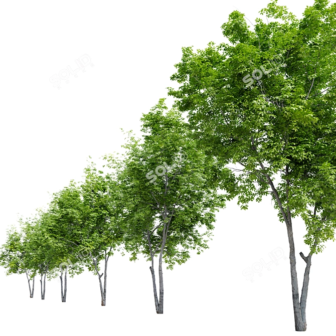 Vibrant Red Alder Tree: Alnus rubra 3D model image 3