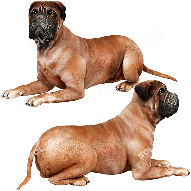  Lifelike Bullmastiff Dog Model 3D model image 2