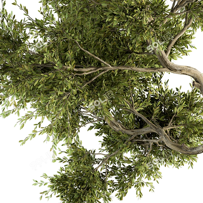 Maple Green Tree Kit 3D model image 3