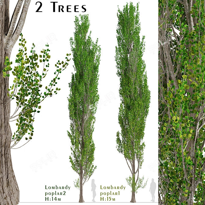 Fast-Growing Lombardy Poplar Trees 3D model image 4