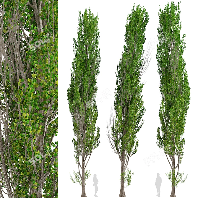 Fast-Growing Lombardy Poplar Trees 3D model image 6