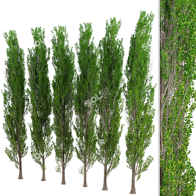 Fast-Growing Lombardy Poplar Trees 3D model image 7