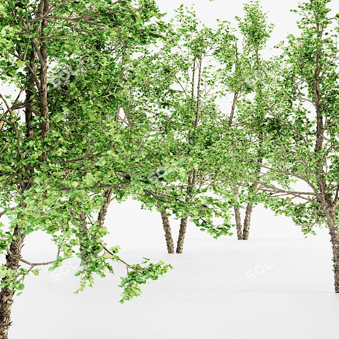 5 Tall River Birch Trees 3D model image 2