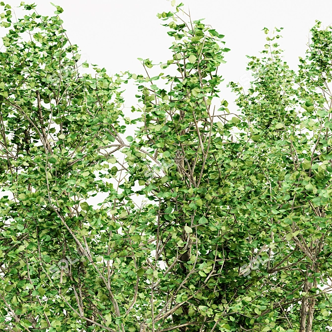 5 Tall River Birch Trees 3D model image 3