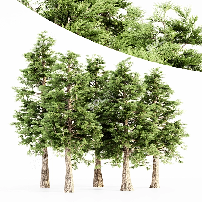  Majestic Western Red Cedar Tree 3D model image 1