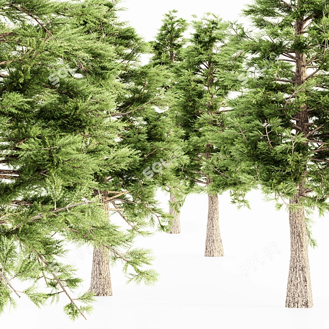  Majestic Western Red Cedar Tree 3D model image 3