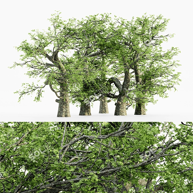  Majestic White Oak Tree - 7 Varieties 3D model image 1