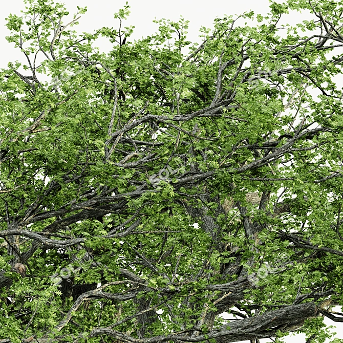  Majestic White Oak Tree - 7 Varieties 3D model image 2