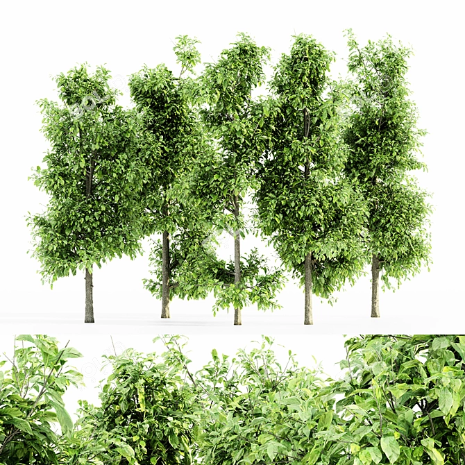 Sourwood 5-TREE Forest Jungle 3D model image 1