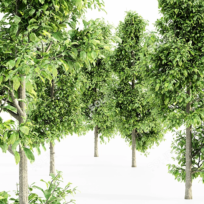 Sourwood 5-TREE Forest Jungle 3D model image 2