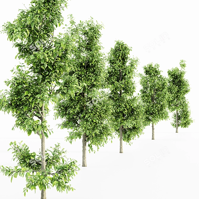 Sourwood 5-TREE Forest Jungle 3D model image 4