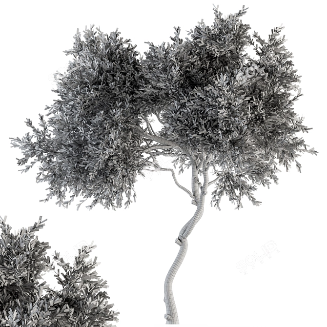 Leafy Tree Dried Set - 30 3D model image 5