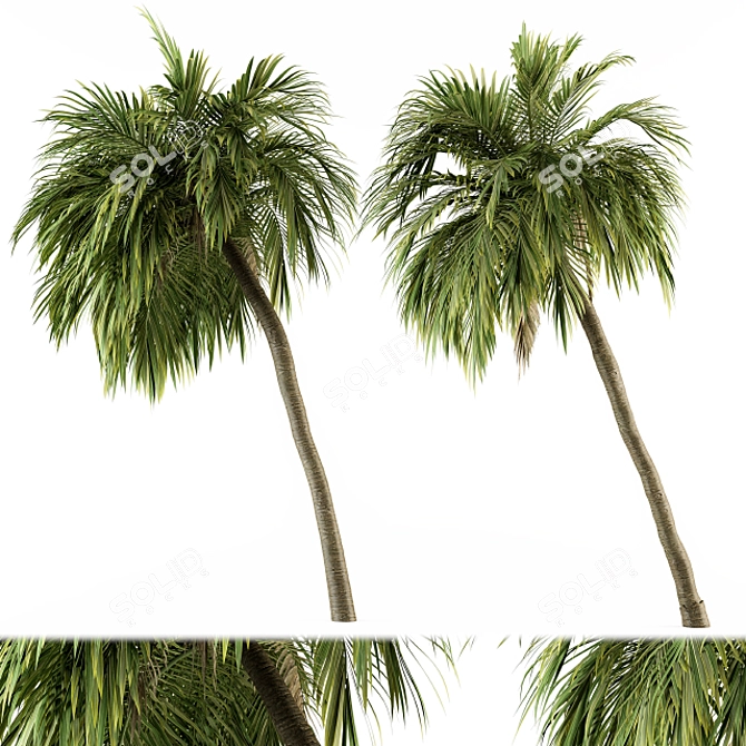 Tropical Bliss - Palm Tree Set 3D model image 1