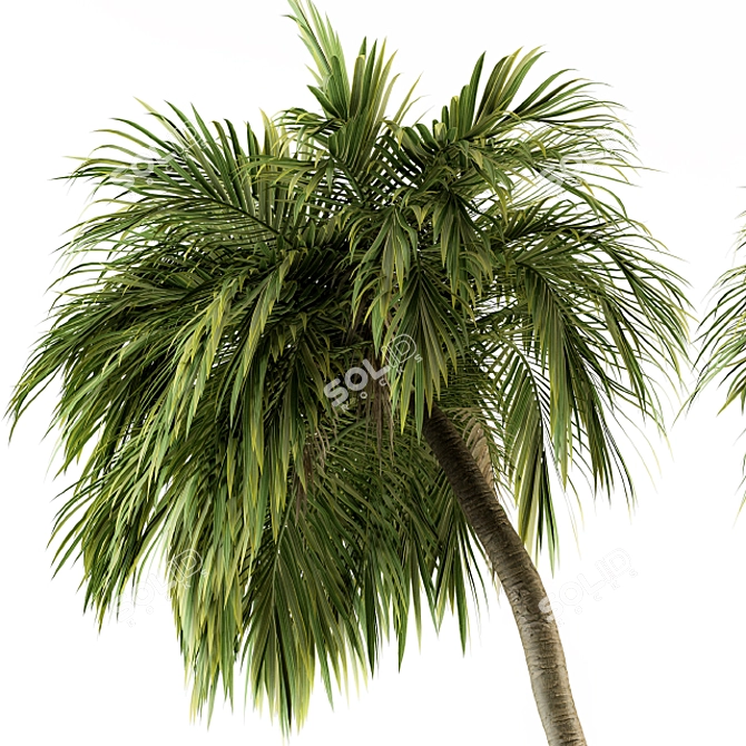 Tropical Bliss - Palm Tree Set 3D model image 3