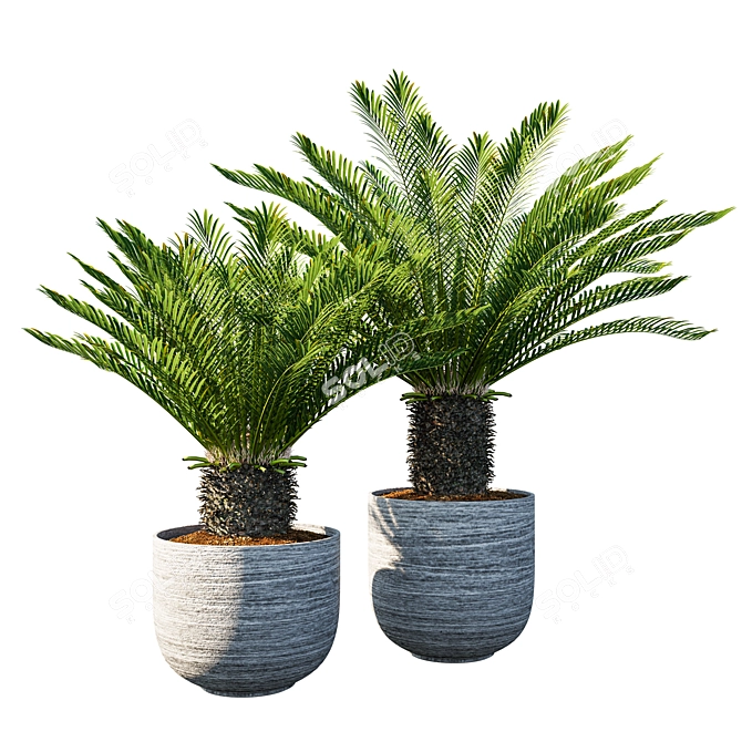 Exquisite Cycas Palm Pot 3D model image 1