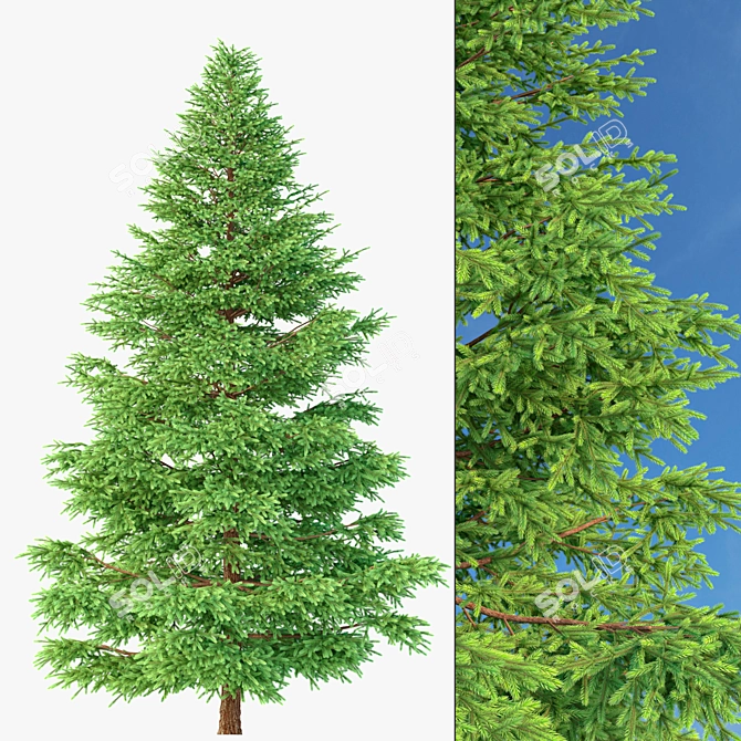 Realistic Red Spruce Tree - 3D Model 3D model image 1