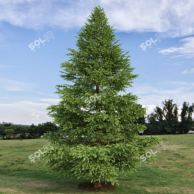 Realistic Red Spruce Tree - 3D Model 3D model image 2