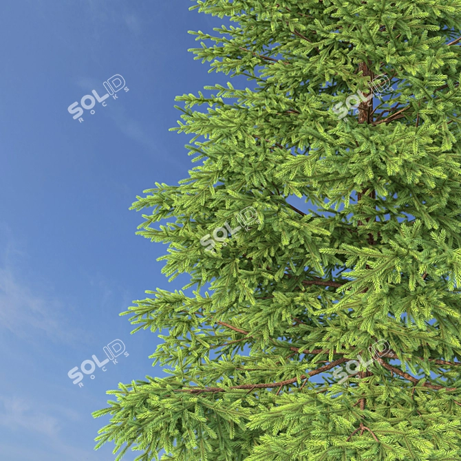 Realistic Red Spruce Tree - 3D Model 3D model image 3