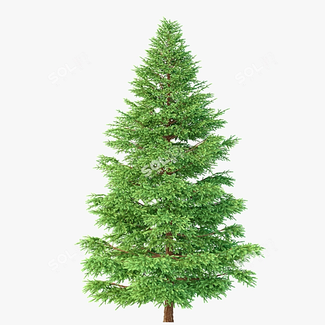 Realistic Red Spruce Tree - 3D Model 3D model image 6