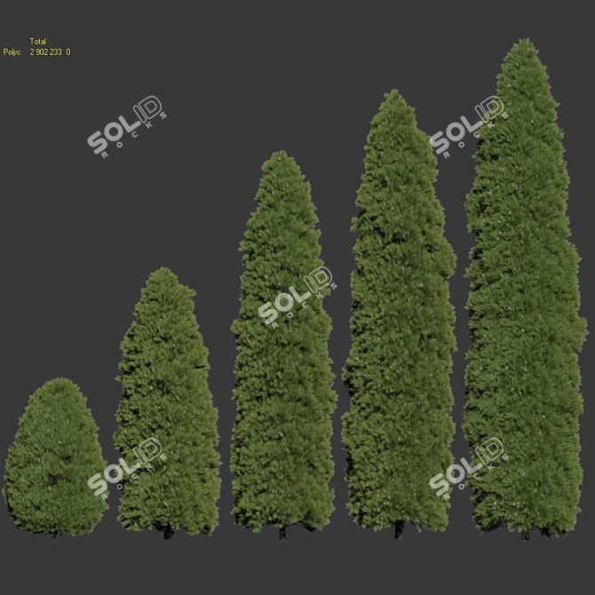 Golden Oriental Arborvitae - 2-6m 3D model image 3