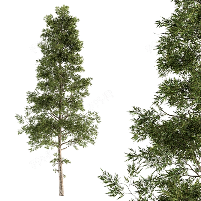 Evergreen Elegance - Pine Tree Set 3D model image 1