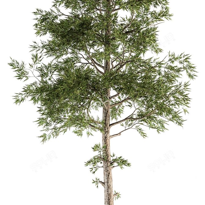 Evergreen Elegance - Pine Tree Set 3D model image 2