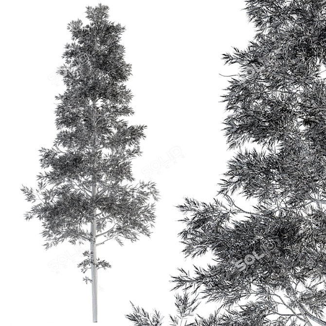 Evergreen Elegance - Pine Tree Set 3D model image 4