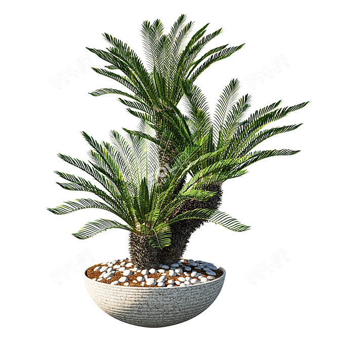 Cycas Revoluta Palm Planter Pot 3D model image 1