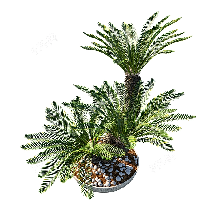 Cycas Revoluta Palm Planter Pot 3D model image 2