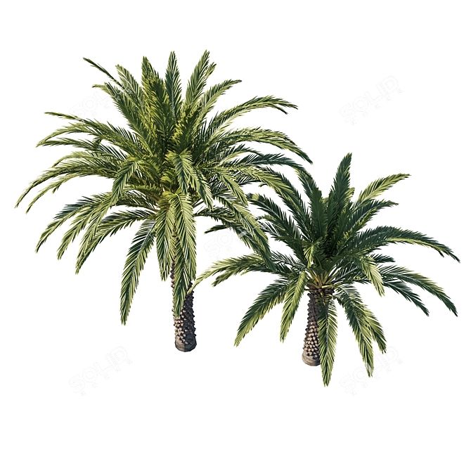 Phoenix Palm Tree 3D Model 3D model image 2