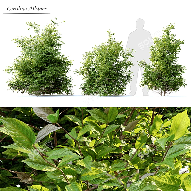 Carolina Allspice - Fragrant Shrub Set 3D model image 1